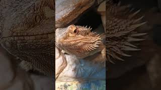 Adorable Bearded Dragon!