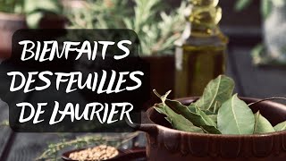 11 BIENFAITS DES FEUILLES DE LAURIER