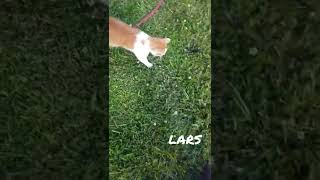 LARS Daily Routine: inspecting the territory