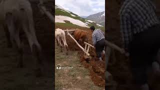 Nomads of Iran - Plowing in summer fields (Yeylaq (colder areas)) #shorts #nomad