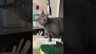 Cat drinks water from a tap (and all it’s thoughts!)