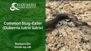 Common Slug Eaters near Durbanville (20180518)