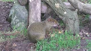 Newquay Zoo (14th August 2024)