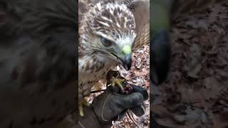 Hawk & Dog Team Up on Squirrel. #hawk #hunting #falconry