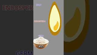 Atta vs Maida | What to eat | Wheat Flour vs Refined flour #shorts #health #fitness #viral #facts