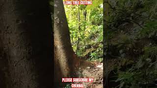 Long Tree cutting, High Cutting Tree Cutting, High Tree #shorts #cuttingtree #highlights #risk #risk