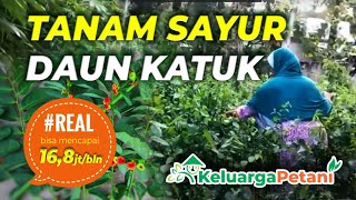 Potensi menggiurkan budidaya sayur katuk