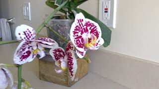 Phalaenopsis 'Radar'