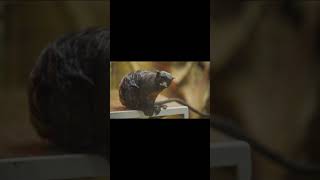 The Cutest Exotic Creatures: The Pygmy Marmoset