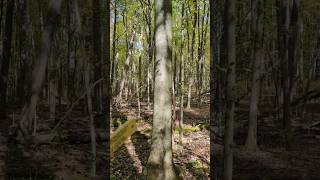 OLD FIELD, NEW FOREST: A FOREST REGREW IN A FIELD! #forest #trees