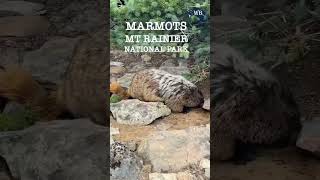 Marmot at Mt Rainier National Park #shorts #wildlife