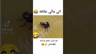 مو ذبان ضيم برأسه 60حض 🔞🤣 مقاطع انستقرام