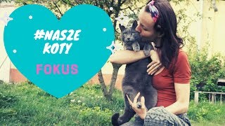 # NASZE KOTY - pieszczotliwy kot rosyjski niebieski Fokus