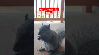 #squirreleating #squirreleatingnuts #squirrel