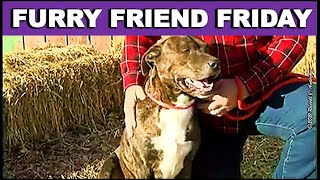 Furry Friend Friday, Pet of the Week, Adoptable Pets ~ 7 JANUARY 2022 ~ Meet HERCULES