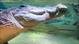 Crocodile's Lair / Sea Life Melbourne Aquarium