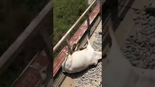 Kaduna Abuja Train Cow Accident