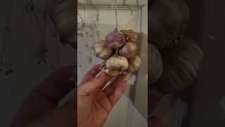 Growing Shop-Bought Garlic