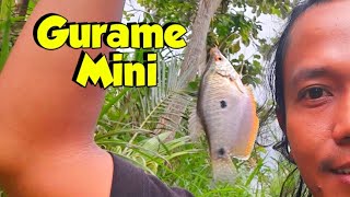 MANCING GURAME MINI