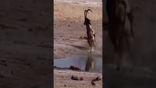 animals wildlife lion buffalo bestvideo