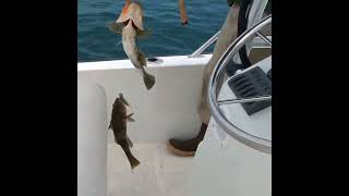 Double header on the Sand Bass! #fishing #sandbass newportbeach#hookupbaits #anglertoanglerfishing