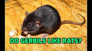 Do Gerbils Like Rats?