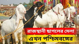 রাজস্থানী ছাগলের মেলা এখন পশ্চিমবঙ্গে।