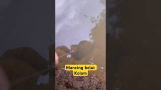 Mancing belut kolam #part17 #kolam #mancing #belut #shortvideo