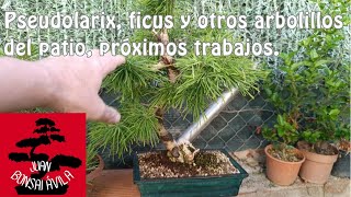 Próximos trabajos, pseudolarix así está ahora. Ficus y otros arbolillos del patio. #bonsai