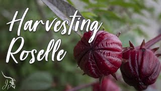 Harvesting Roselle