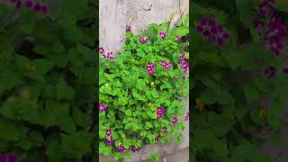 Chinese Violet | Flowers All Round The Year | No Care