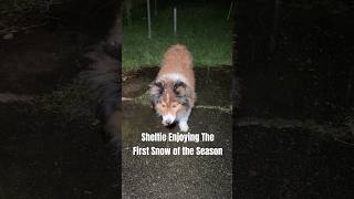 Sheltie First Snow of the Season ❄️🌨️ @AudieandFriends