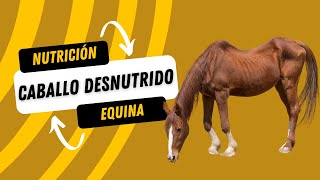 ¿Cómo alimentar un caballo desnutrido?