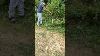 Indian rock Python rescue from Riverside