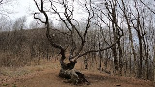 My favorite creepy tree on the Appalachian Trail￼