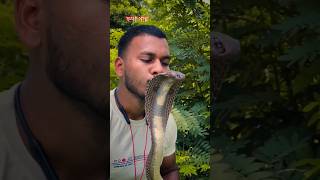 বিষধর সাপকে চুমু খেলে কি হয় দেখুন King Cobra Snake Kissing #snakevideo #snake #kingcobra