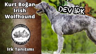 Kurt Boğan Tazı Irish Wolfhound  - Irk Tanıtımı