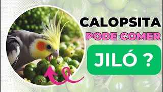 calopsita pode comer jilo