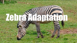 Zebra Adaptation| Adaptation In Zebra| Adaptation In Animals| Zebra Adaptation For Kids|# Adaptation