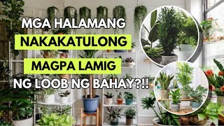 EFFECTIVE NA HALAMANG PAMPALAMIG NG LOOB NG BAHAY!