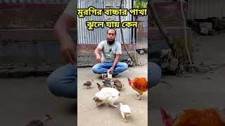 পাখা ঝুলে যায় #nurbhai #hen #chicken #মুরগির_খামার