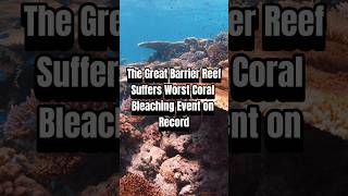 Devastating Coral Bleaching Hits the Great Barrier Reef