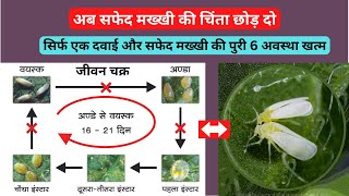 How to control Whitefly | safed makhhi ki 6 awstha ka khatma sirf ek dawai se #Aasankheti