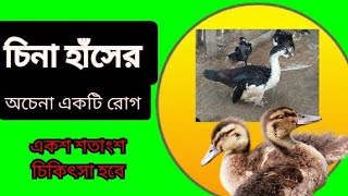 চিনা হাঁসের অচেনা একটি রোগ || চিনা হাঁসের খামার || china_hash|| muscovy duck || চীনা হাঁস