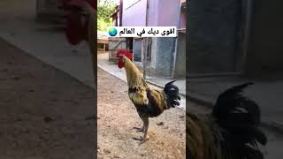 اقوى ديك في العالم اقوى دجاج 🐓في العالم