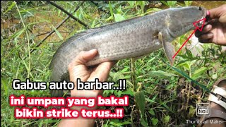 Reel pancing sampai menjerit..!! mancing casting ikan gabus babonsampai kualahan..!