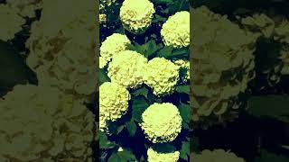 Snowball bush (viburnum) in bloom #shorts