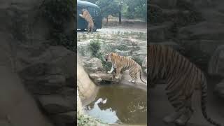 4 TIGER ATTACKS VEHICLE - NATIONAL PARK  - jungle safari #shorts #viral #trending #youtubeshorts