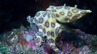 Greater Blue-Ringed Octopus (Hapalochlaena lunulata) - Puerto Galera, Philippines