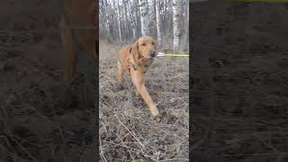 Golden retriever puppy  natural arrow fetcher ,while stump shooting .